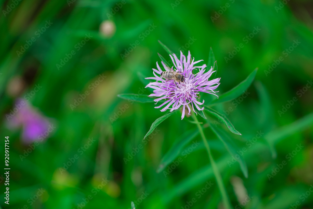 Brown Knapweed macro photo in nature (Centaurea jacea). Lilac wildflower. Honey flowers. Preservation of bee populations Brown Knapweed macro photo in nature (Centaurea jacea). Lilac wildflower. Honey flowers. Preservation of bee populations