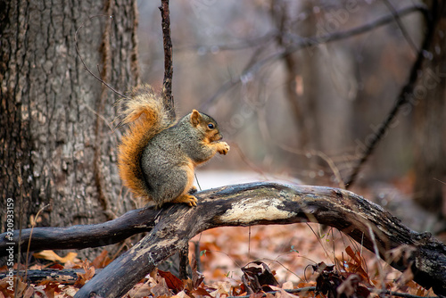 squirrel sitting on a branch eating a nut in the autumn or fall