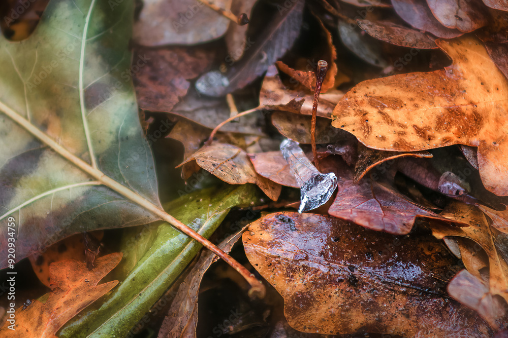 green and brown leaves with pieces of ice green and brown leaves with pieces of ice