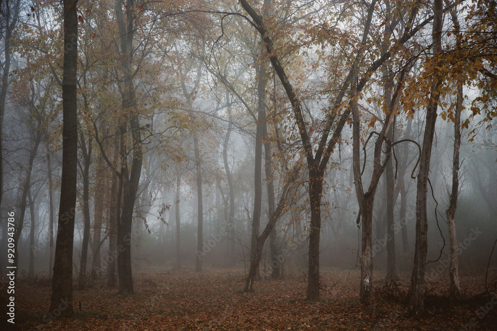 Foggy morning amid the autumn trees Foggy morning amid the autumn trees