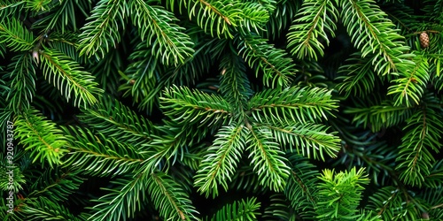 This image presents a stunning, detailed closeup view of vibrant green pine branches that wonderfully showcases the intricate texture and remarkable beauty of each individual needle