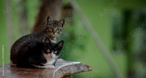 Gatinhos do Vale do Capão, Bahia