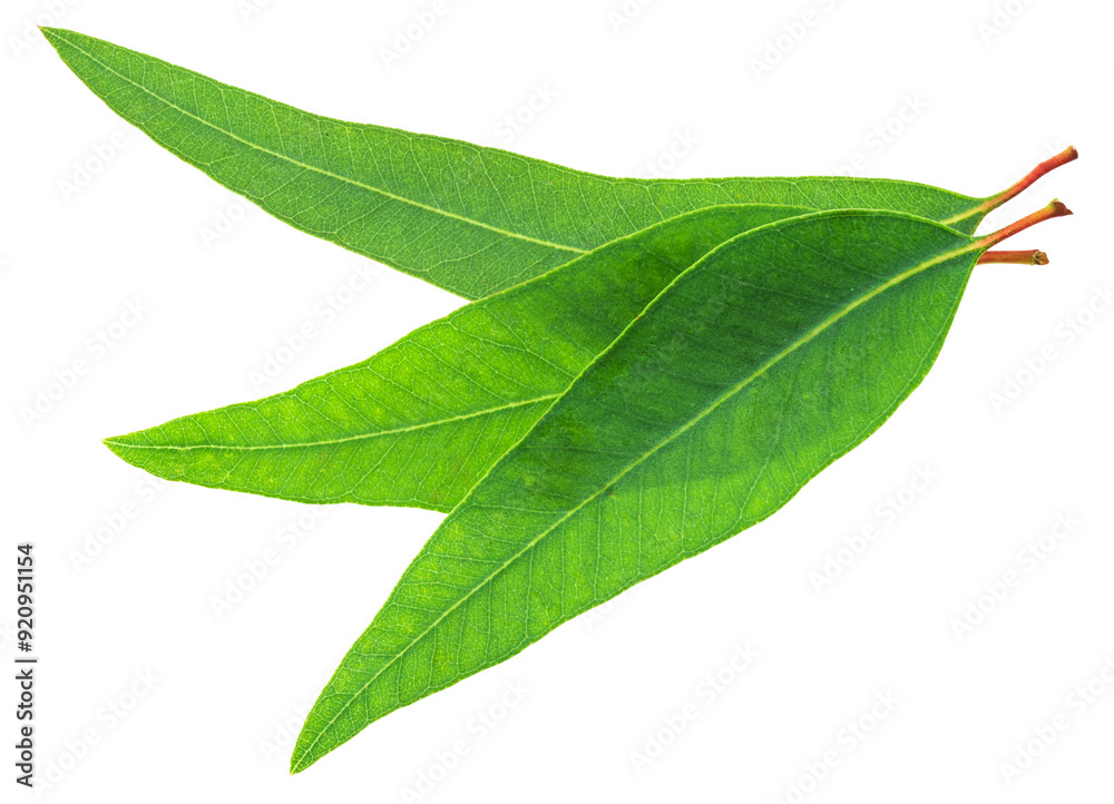 Fototapeta premium Fresh Eucalyptus leaves on white background. File contains clipping paths.