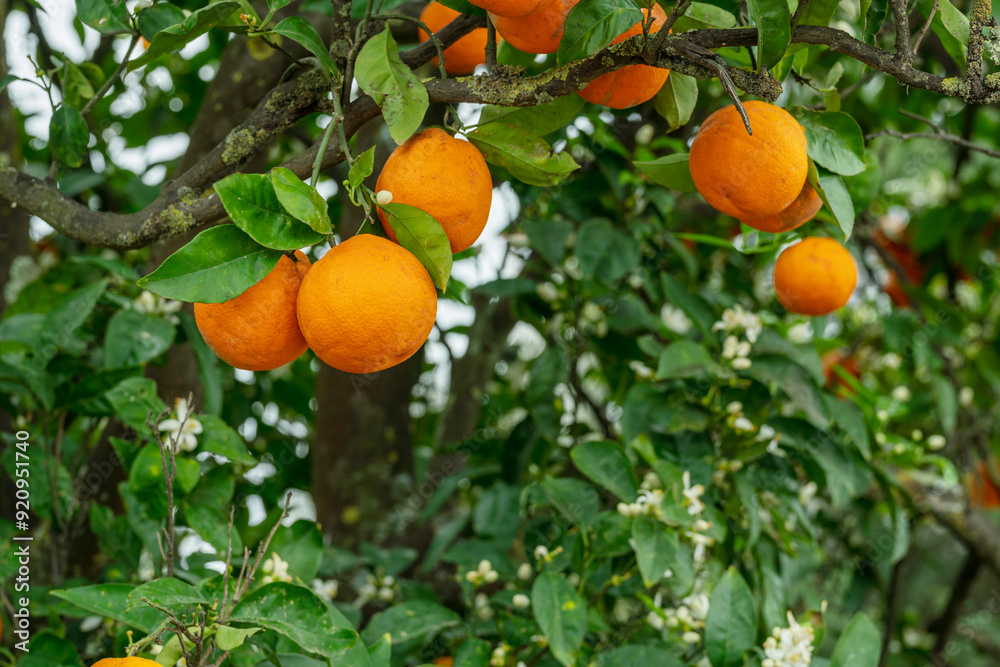 Ripe orange fruits on orange tree between lush foliage. View from below. Ripe orange fruits on orange tree between lush foliage. View from below.