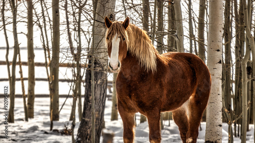 brown quarter horse in the snow among aspen trees