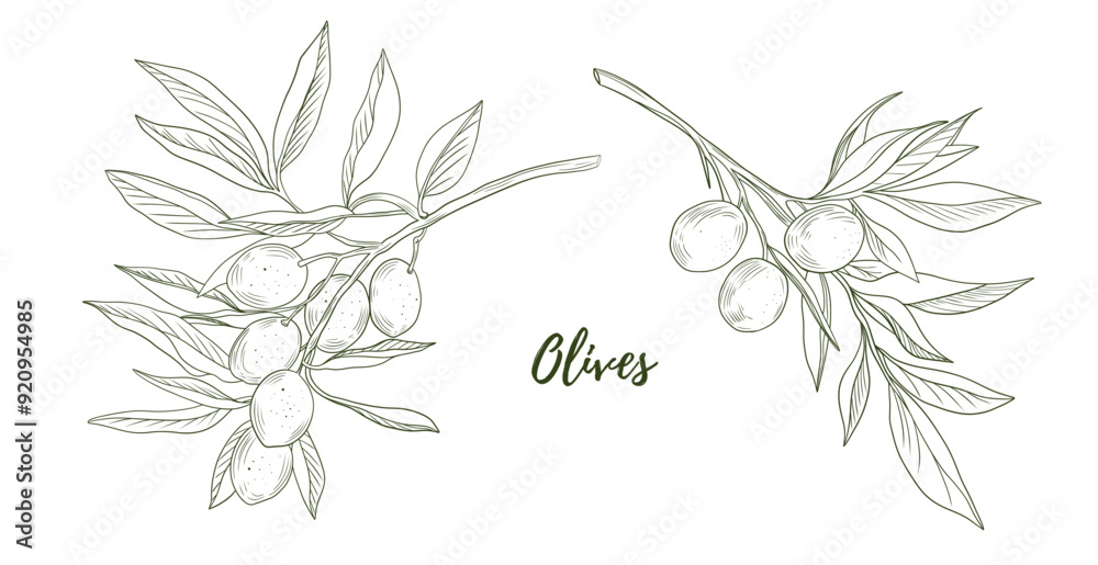 Obraz premium Set of vector olives line art illustration, graphic line art. Elegant line botanical illustration. Great for any designs, textile, art, walls, package