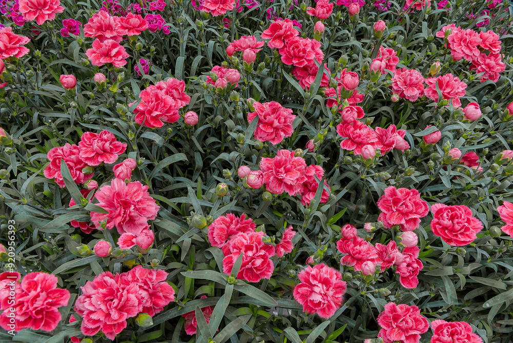 Dianthus caryophyllus, carnation or clove pink. Top view Dianthus caryophyllus, carnation or clove pink. Top view