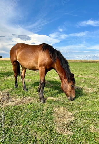 horses graze in the meadow 