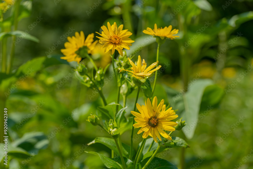 Obraz premium Yellow Compass Plant Flowers Growing In The Native Plant Garden In Summer In De Pere, Wisconsin
