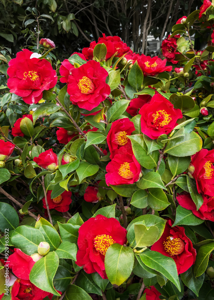 Camellia japonica, camellia or Japanese camellia. Vertical photo Camellia japonica, camellia or Japanese camellia. Vertical photo