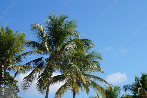 The sea, in Bahia, Brazil. Brazilian coast. Coconut tree on the beach.