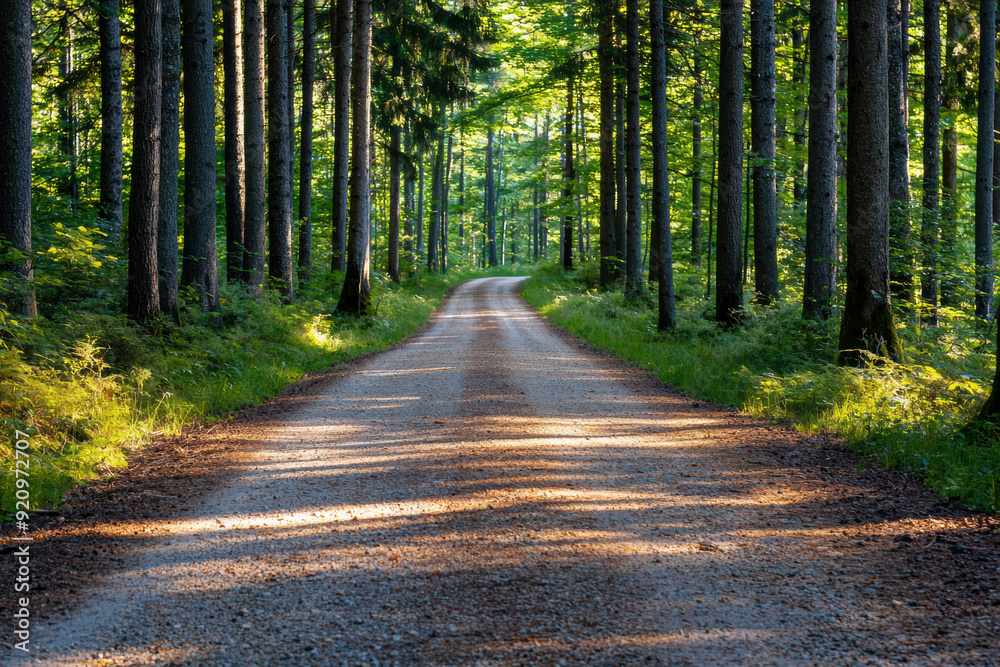 Obraz premium Serene woodland path with sunlight filtering through dense trees inviting a tranquil walk through nature, surrounded by lush greenery and peaceful forest ambiance.