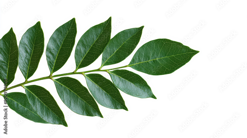 A vibrant green leaf branch with multiple leaflets isolated on a white background. Perfect for botanical, nature, and eco-friendly design projects. A vibrant green leaf branch with multiple leaflets isolated on a white background. Perfect for botanical, nature, and eco-friendly design projects.