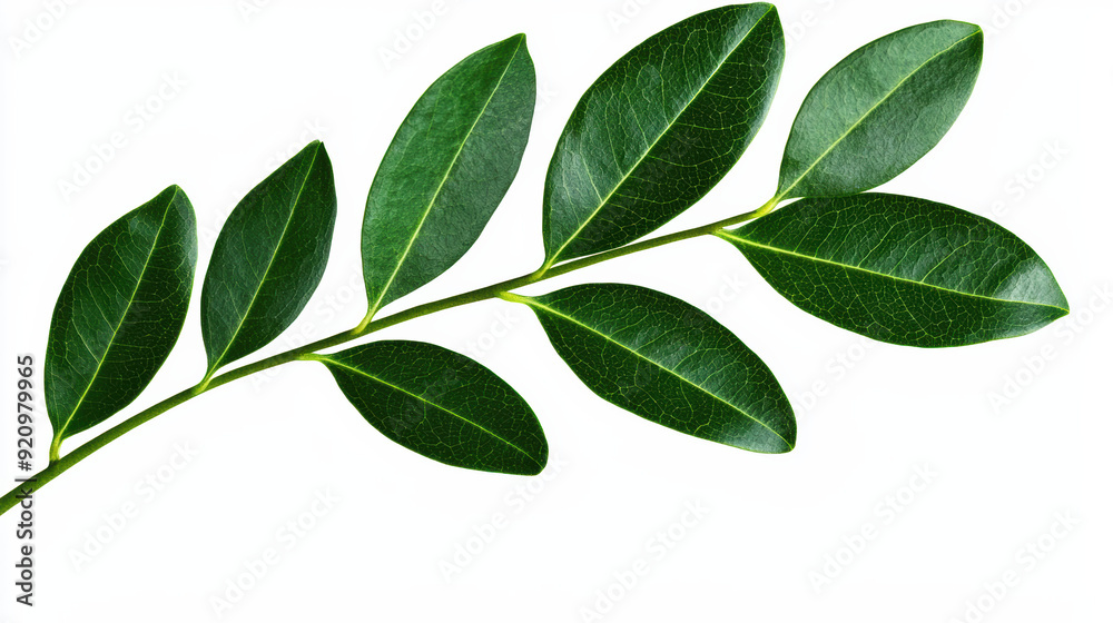 Close-up of a green leaf branch with multiple leaves, isolated on white background. Detailed veins and vibrant green color, symbolizing nature and freshness.