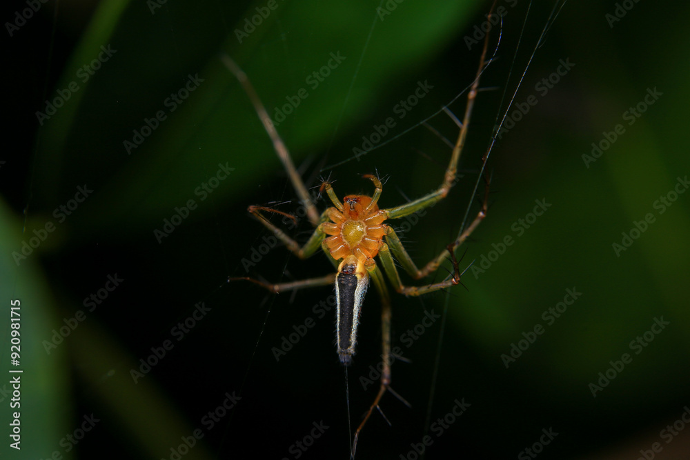 jumping spider macro close up on the black background in the nature jumping spider macro close up on the black background in the nature