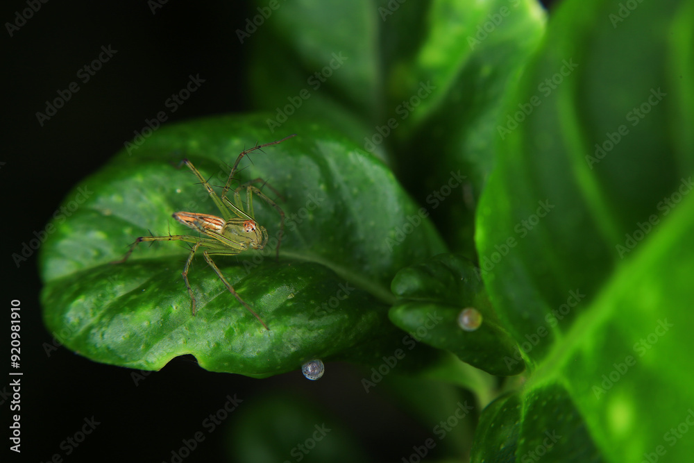 jumping spider macro close up on the black background in the nature