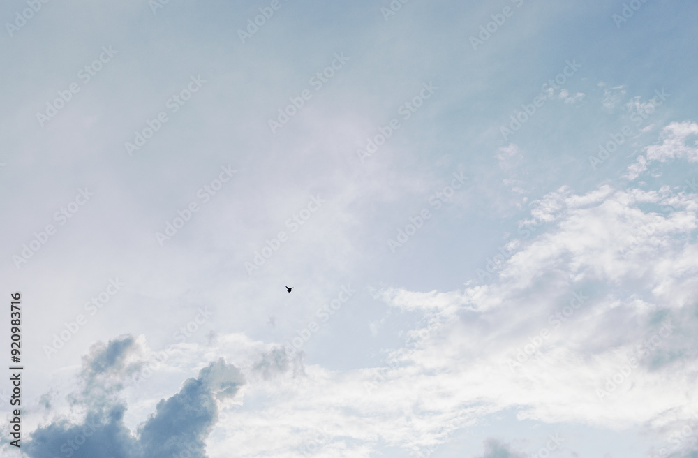 One soaring dove in the sky with thunderclouds.