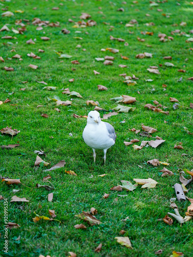A white seagull stands on the green grass.