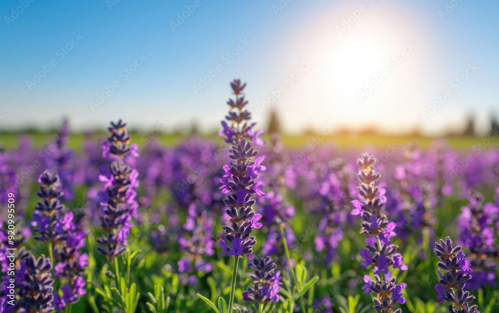 Naklejka premium Beautiful lavender field in full bloom under a bright, clear sky with the sun shining, capturing the vibrant colors and serene ambiance of nature.