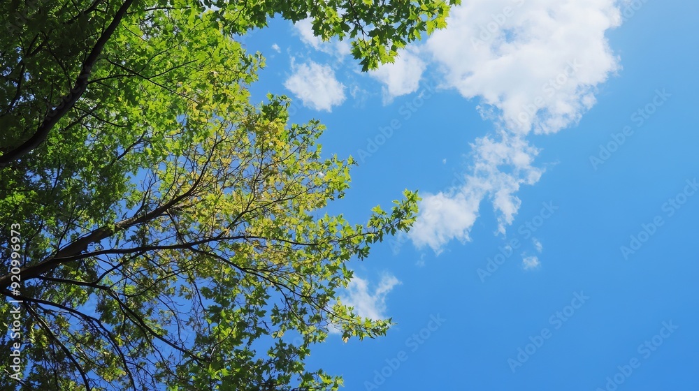 Tranquil Blue Sky with Lush Green Trees