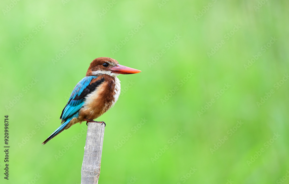 Fototapeta premium colorful White-throated Kingfisher perched on dry bamboo,thailand