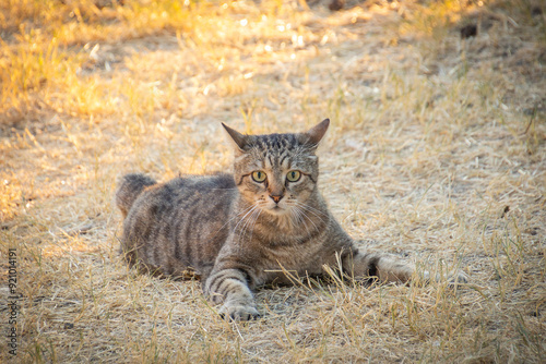 chat tigré allongé sur le sol photo