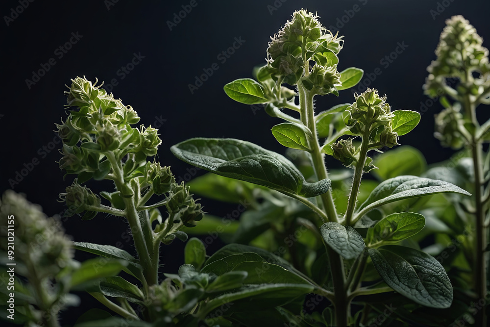 a oregano plant in a panoramic shot a oregano plant in a panoramic shot