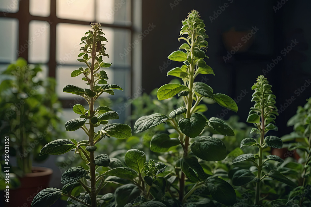Obraz premium a oregano plant in a panoramic shot