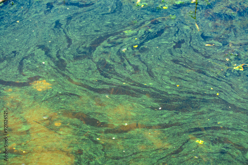 Harmful bloom blue-green algae cyanobacteria on water surface. Green aquatic plant due to polluted river. Continuous thickets on slowly flowing lakes. Environmental problem. Green color background. photo