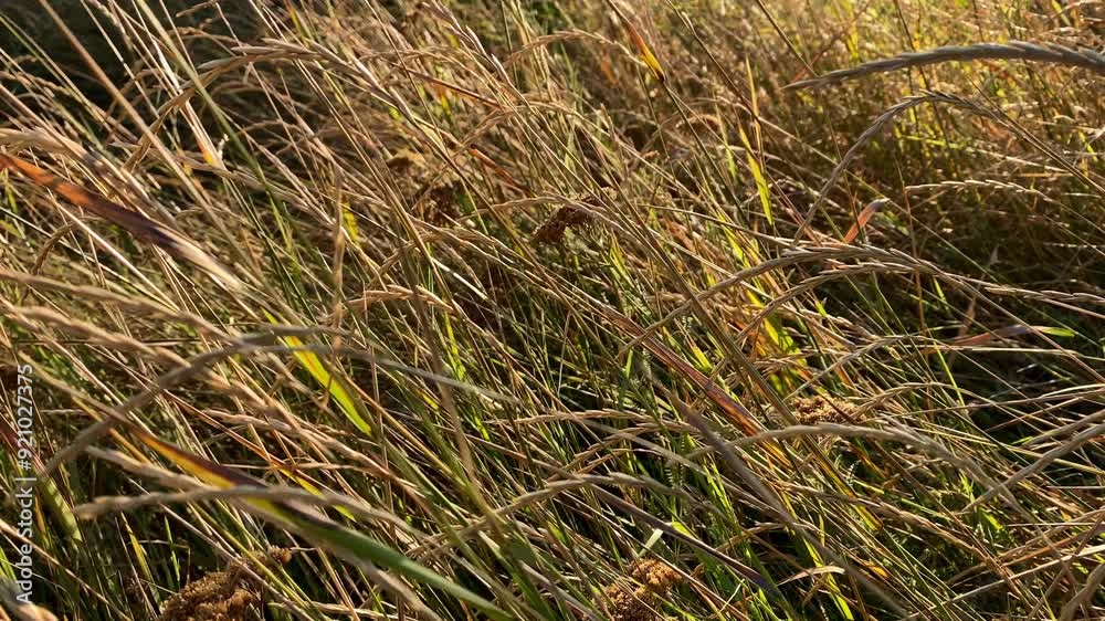 Dry grass illuminated by morning sun rays swaying gently in the wind Dry grass illuminated by morning sun rays swaying gently in the wind