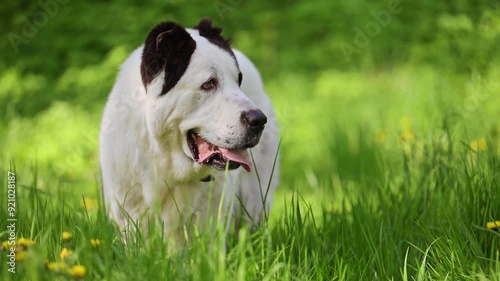 The Central Asian Shepherd Dog on green grass and dangelions, 4k footage photo