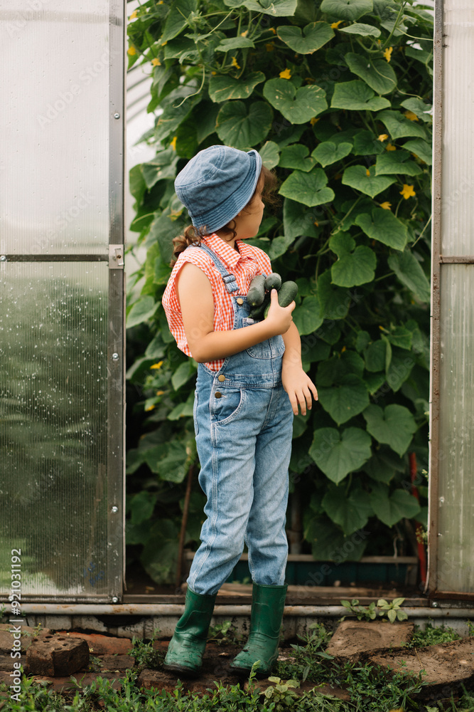 Cute kid girl hold fresh just harvested vegetables cucumbers of a countryside farm. Cute kid girl hold fresh just harvested vegetables cucumbers of a countryside farm.