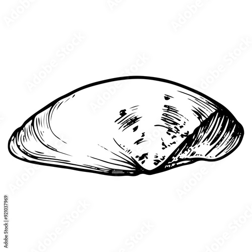 Sea shell sketch hand drawn. Tellina tenuis elasmobranch mollusk. The bivalve shells of marine seashell. Souvenir from summer holiday on the beach. Vector graphics illustration.