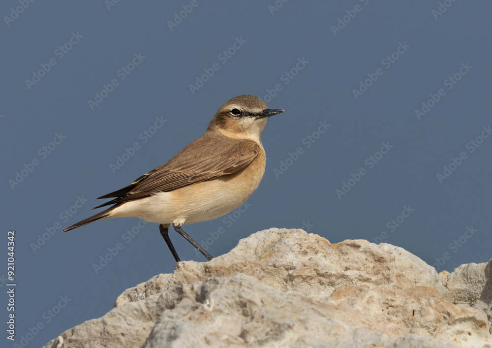 Fototapeta premium Portrait of a Isabelline Wheatear at Busaiteen coast of Bahrain