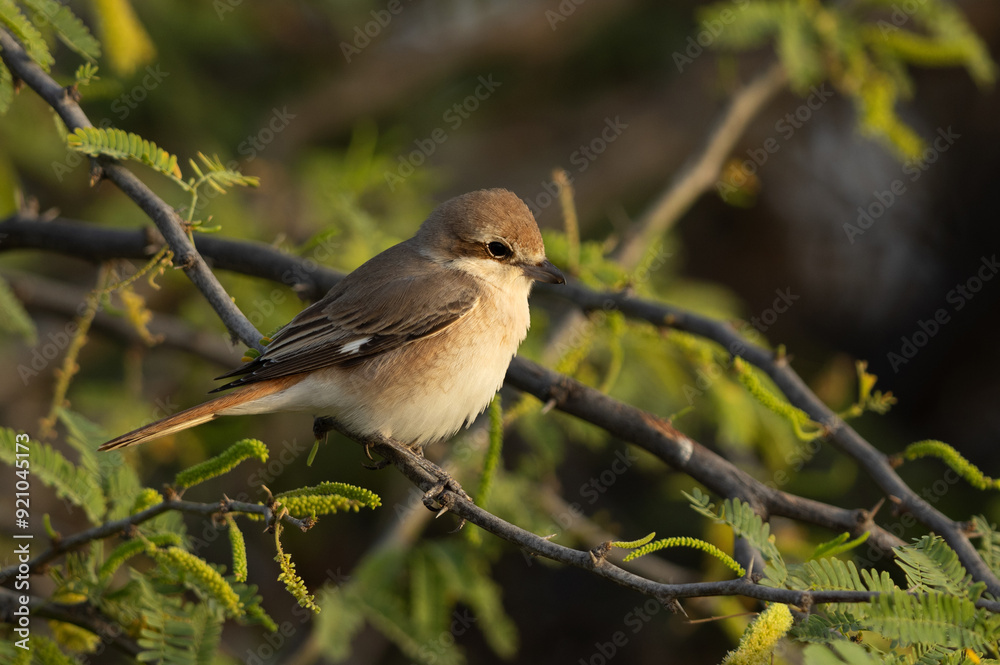 Isaballine shrike perched on green at Jasra, Bahrain