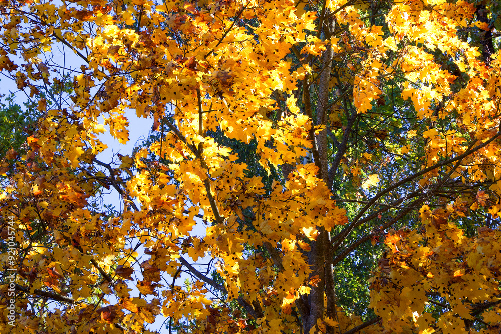 A dense forest with a mix of yellow and green leaves, suggesting a vibrant autumn setting. A dense forest with a mix of yellow and green leaves, suggesting a vibrant autumn setting.