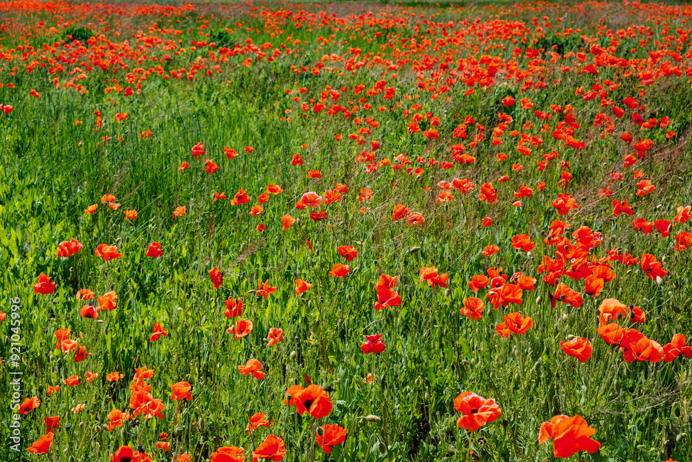 A natural scene of vibrant red poppies interspersed in a field of green. A natural scene of vibrant red poppies interspersed in a field of green.