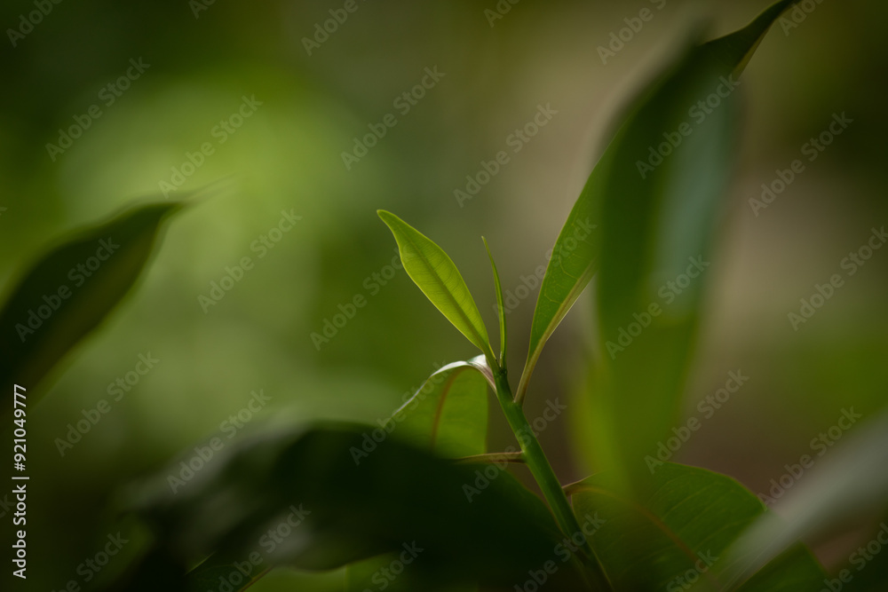 Fototapeta premium Sunlit green leaves with a soft, blurred background.