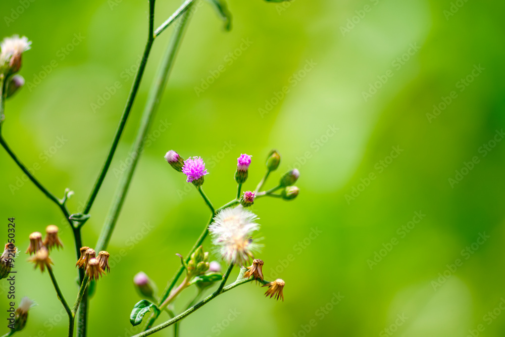 Cyanthillium Grass Wildflowers in Bloom nature background Cyanthillium Grass Wildflowers in Bloom nature background