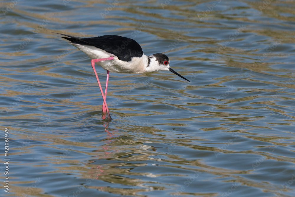 Fototapeta premium Echasse blanche, Himantopus himantopus, Black winged Stilt