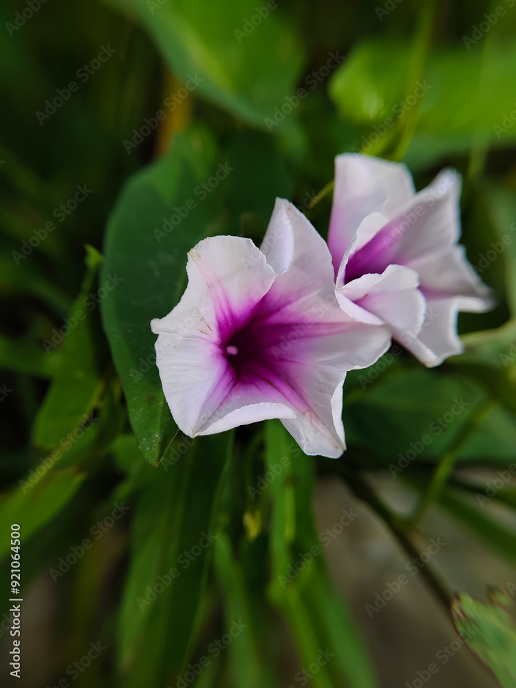 wild kale plant flowers (Ipomoea aquatica) outdoor wild kale plant flowers (Ipomoea aquatica) outdoor