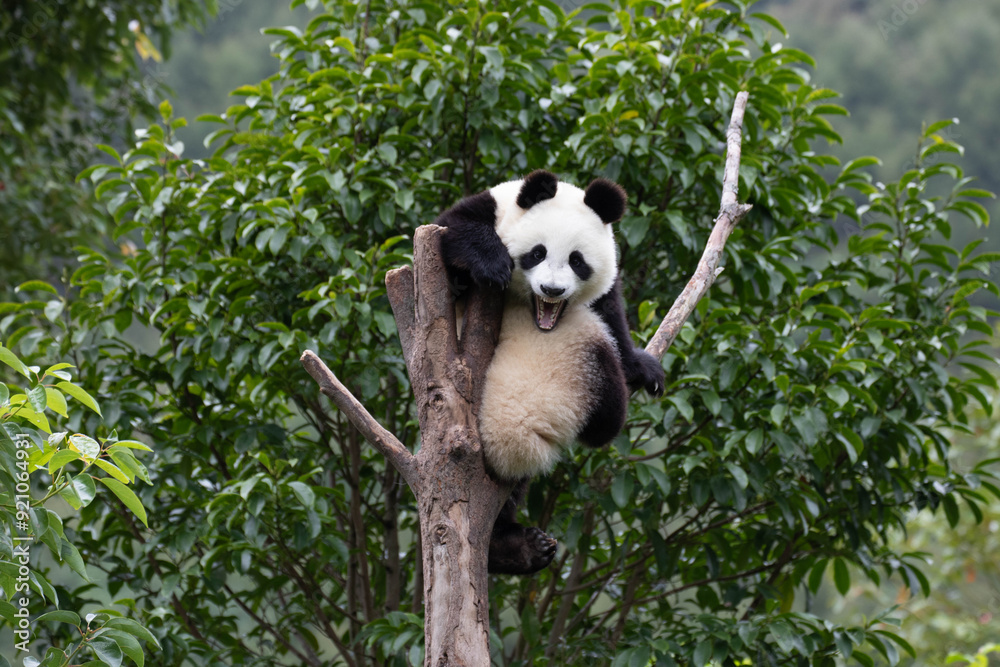 Fototapeta premium Close up Happy Little Panda on the high Tree Wolong Panda Base, china