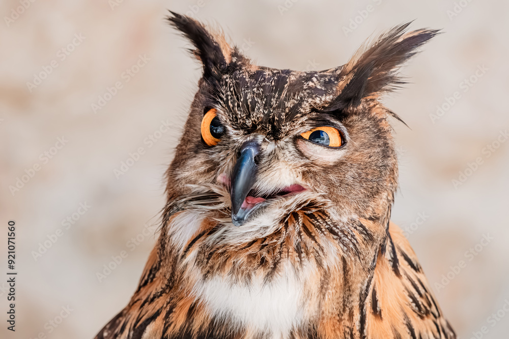 A funny owl with large eyes and a stressed expression, capturing the essence of insomnia and sleepless nights. A funny owl with large eyes and a stressed expression, capturing the essence of insomnia and sleepless nights.