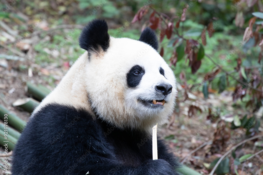 Close up Female Panda , Yuan Run, Chengdu , China Close up Female Panda , Yuan Run, Chengdu , China