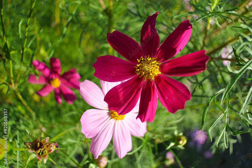 Red flower close-up on a green background, natural look. Red flower close-up on a green background, natural look.