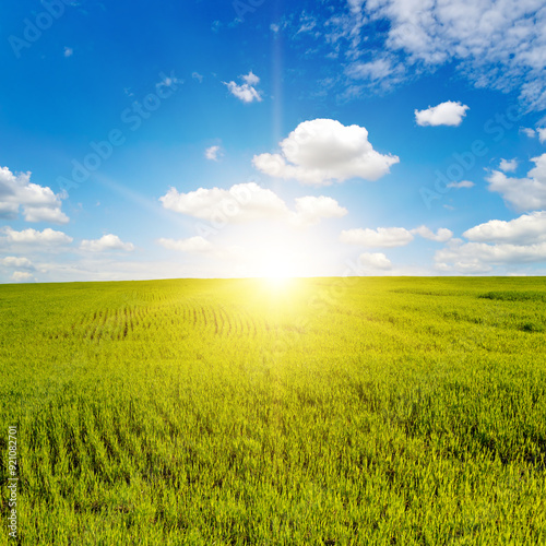 Beautiful sunrise on blue sky and green wheat field.