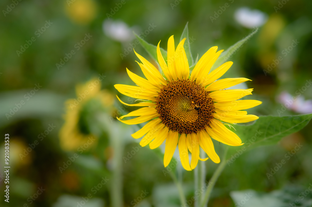 sunflower in the field sunflower in the field