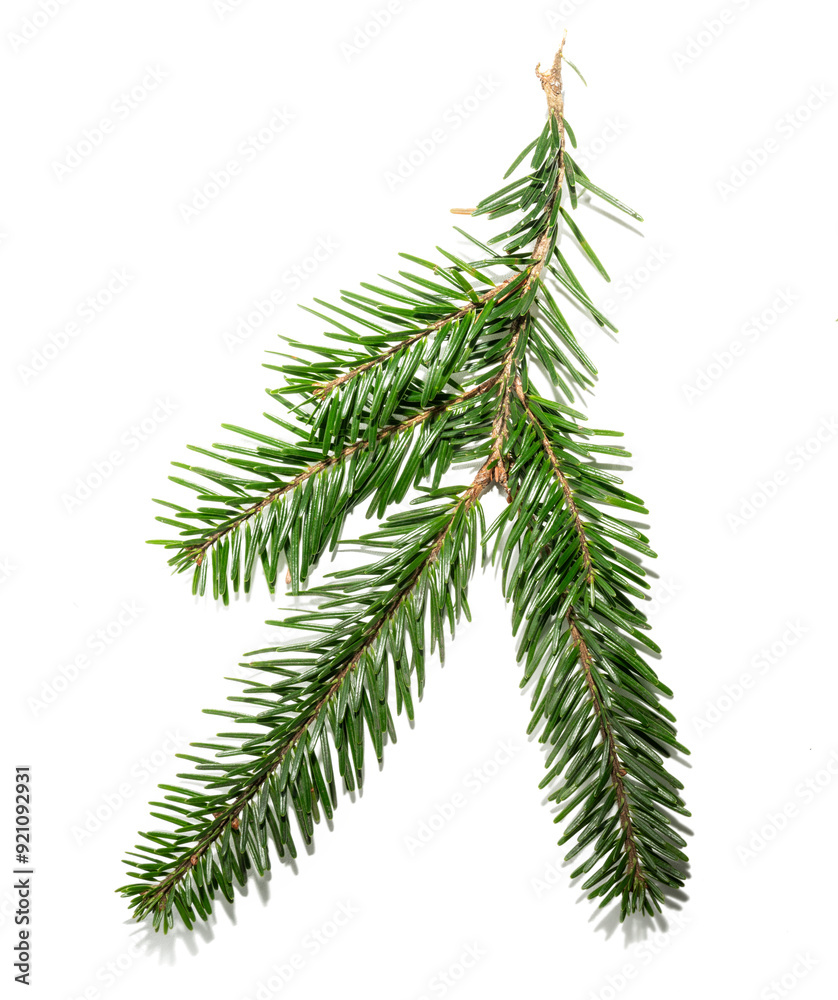 fir tree branch isolated fir tree branch isolated