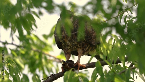 A snail kite in Florida  photo