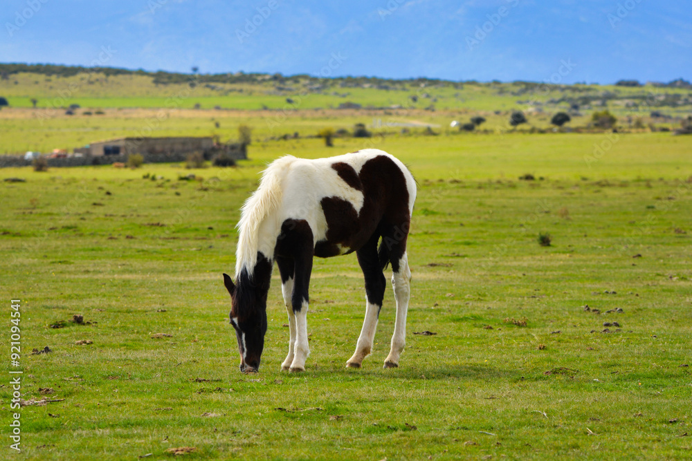 Obraz premium Caballo joven blanco y negro pastando en el campo, animal doméstico en libertad en un prado verde, escena de vida rural y naturaleza en la península ibérica